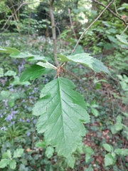 Scandosorbus