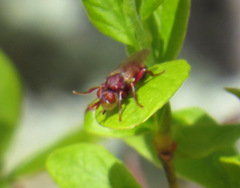 Myopa clausa