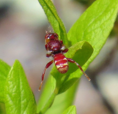 Myopa clausa