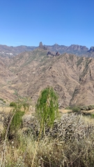 Asparagus plocamoides