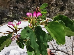 Bauhinia macranthera