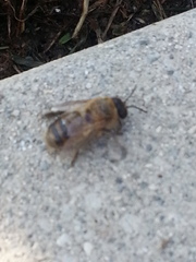Apis mellifera