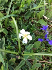 Potentilla montana