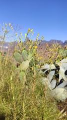 Sonchus leptocephalus