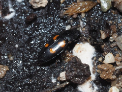 Glischrochilus quadripunctatus
