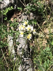 Senecio integerrimus ochroleucus
