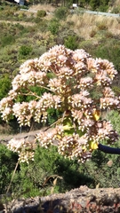 Aeonium percarneum