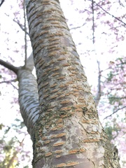 Prunus sargentii