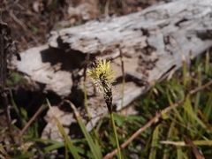 Carex concinnoides