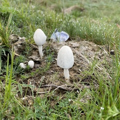 Coprinopsis nivea