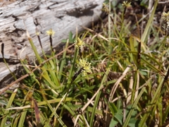 Carex concinnoides