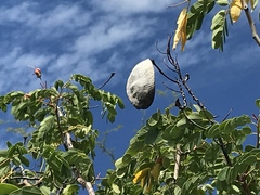 Mezoneuron kavaiense