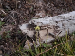 Carex concinnoides