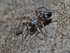 Phrurolithus festivus