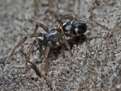 Phrurolithus festivus