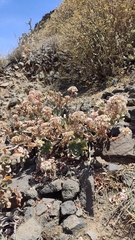 Aeonium percarneum