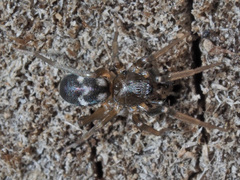 Phrurolithus festivus