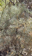 Parolinia ornata