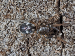 Phrurolithus festivus