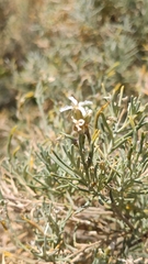 Parolinia ornata