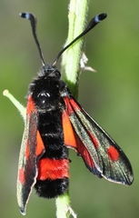 Zygaena sarpedon