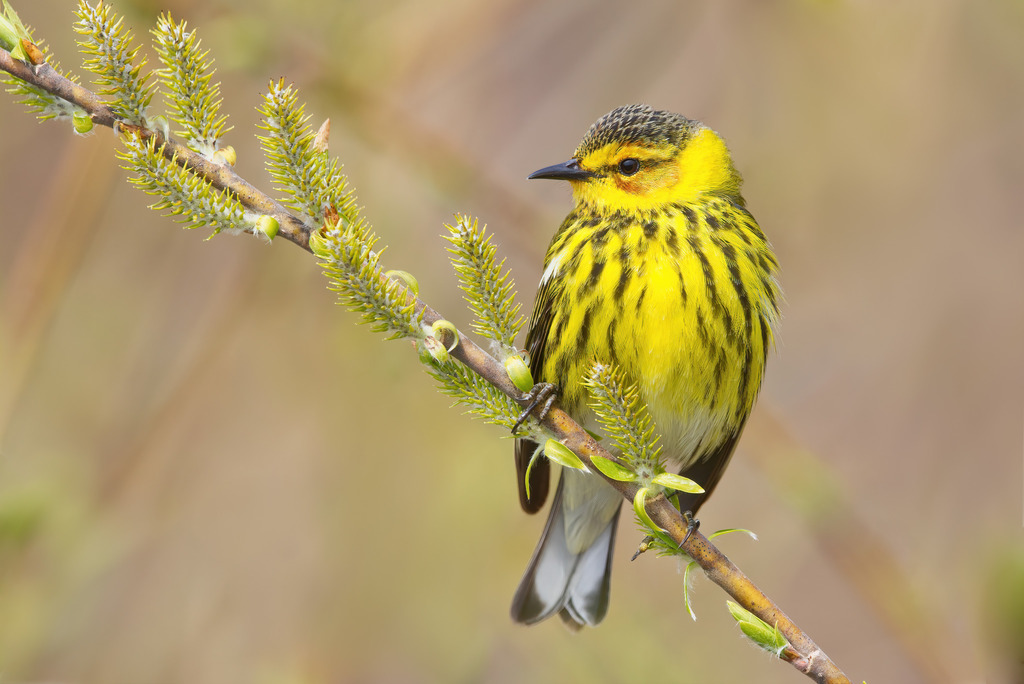 Cape May Warbler photo