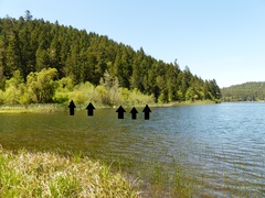 Salix exigua hindsiana