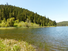 Salix exigua hindsiana