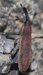 Lixus scolopax