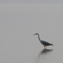 Ardea cinerea