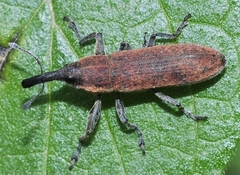 Lixus scolopax