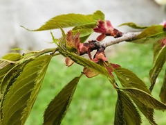 Prunus sargentii