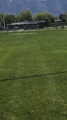 Charadrius vociferus