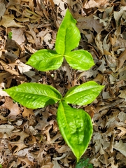 Arisaema triphyllum