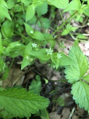 Stellaria alsine