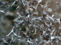 Cetraria muricata