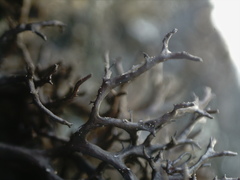 Cetraria muricata