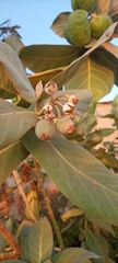 Calotropis procera