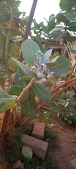 Calotropis procera