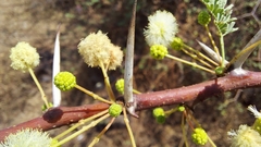 Vachellia planifrons