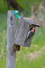 Melanerpes carolinus