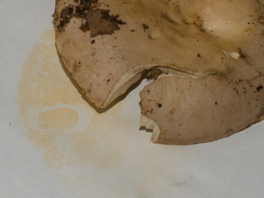 Lactarius argillaceifolius image