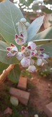 Calotropis procera image