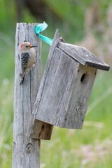Melanerpes carolinus