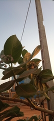 Calotropis procera