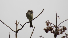 Ochthoeca leucophrys