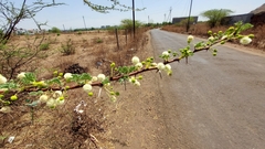 Vachellia planifrons