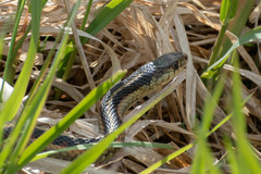 Thamnophis sirtalis