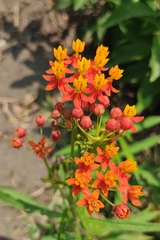 Asclepias curassavica