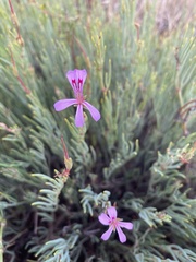 Pelargonium laevigatum oxyphyllum